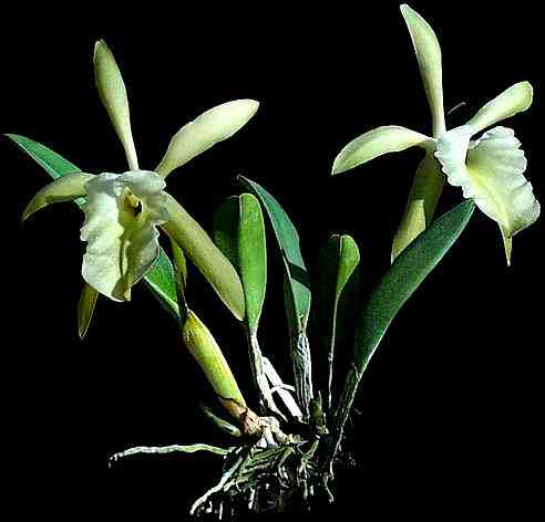 Rhyncholaelia glauca